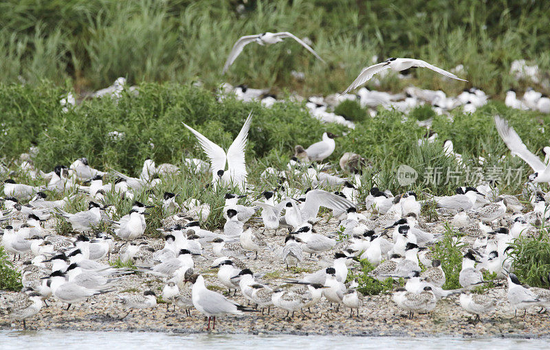 燕鸥(Sterna sandvicensis)